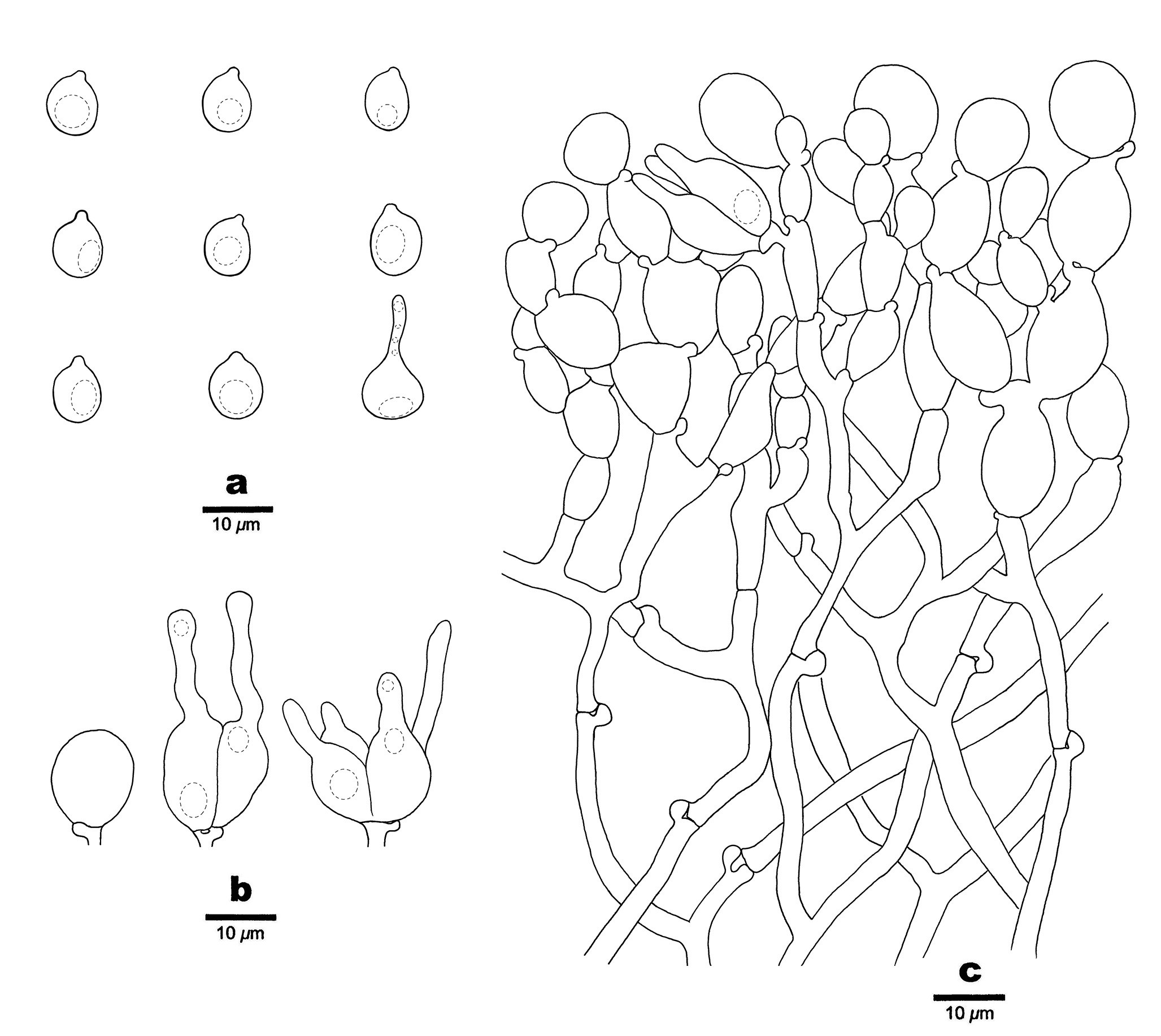 Figure 55
